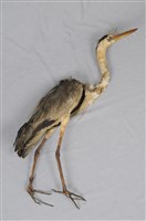 藏品(蒼鷺)的圖片